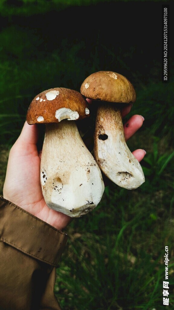 蘑菇  