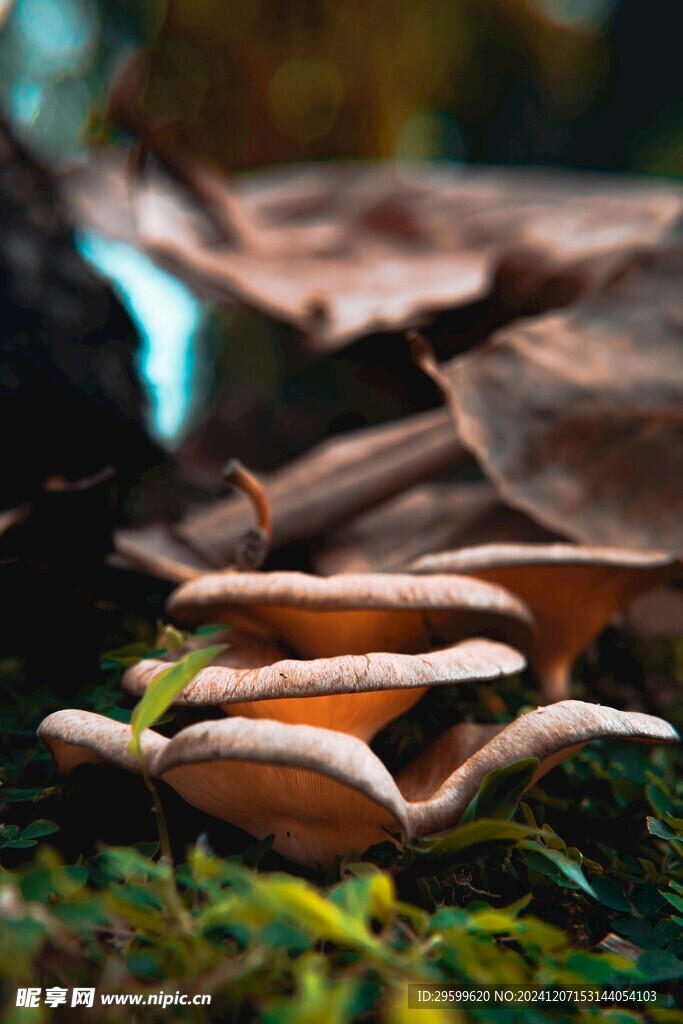 蘑菇 