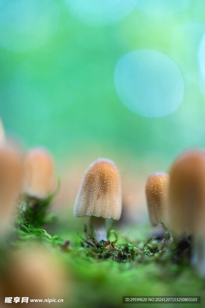 蘑菇  