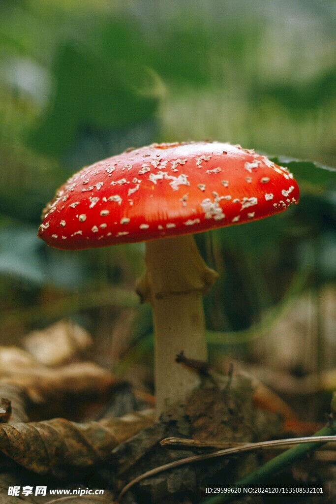 蘑菇  