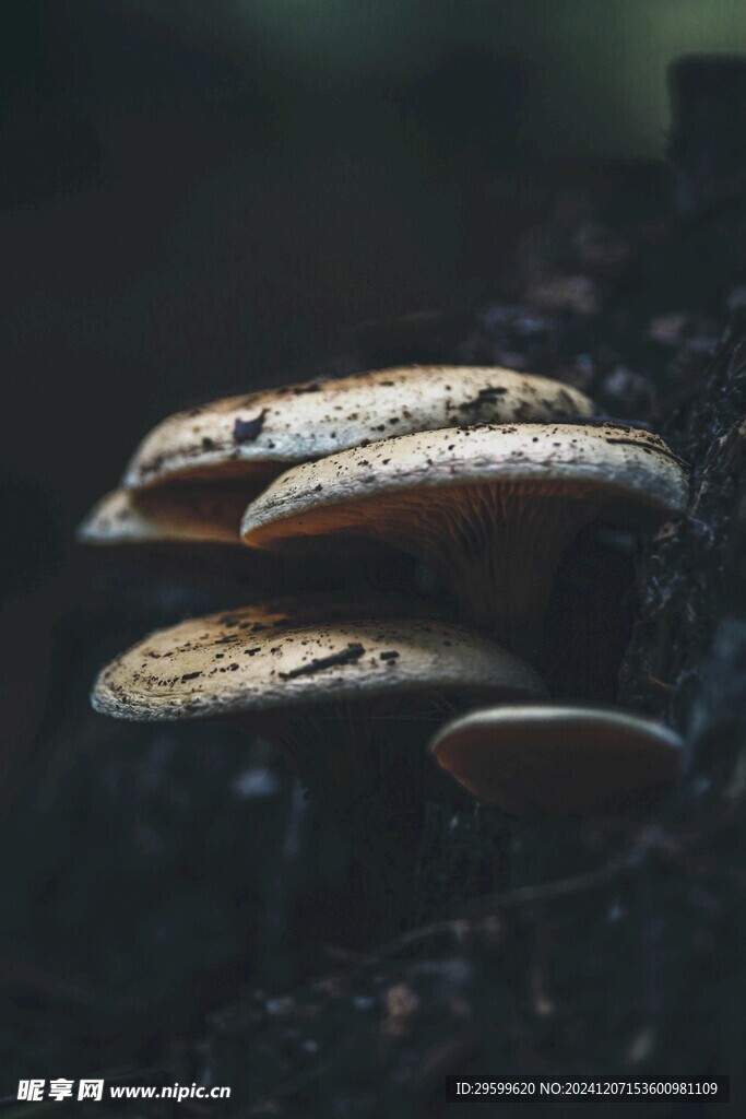 蘑菇  