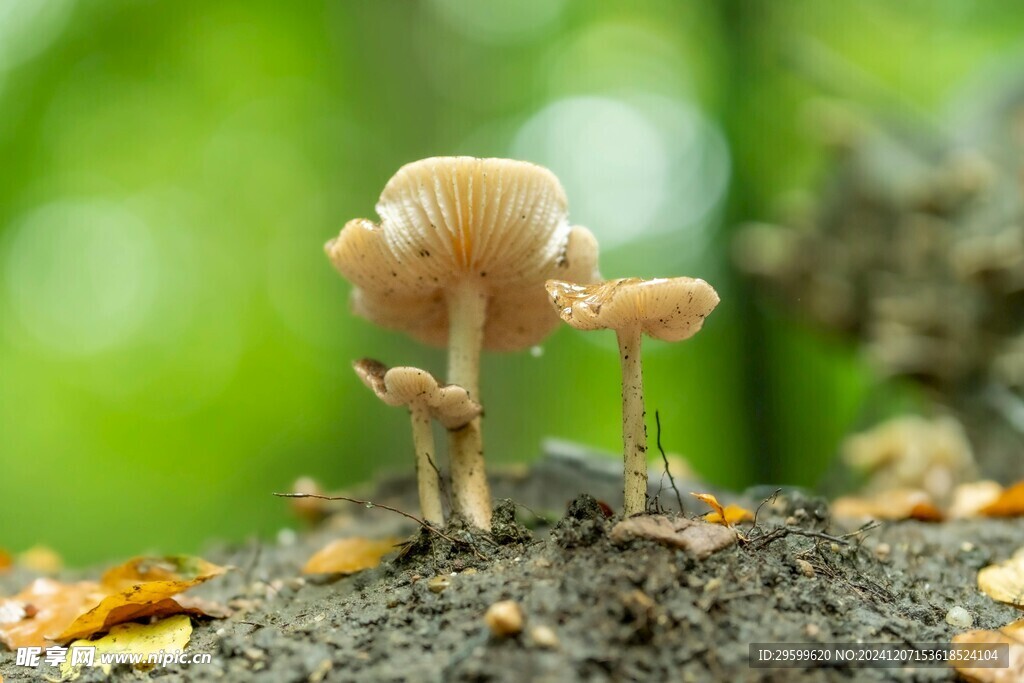 蘑菇  