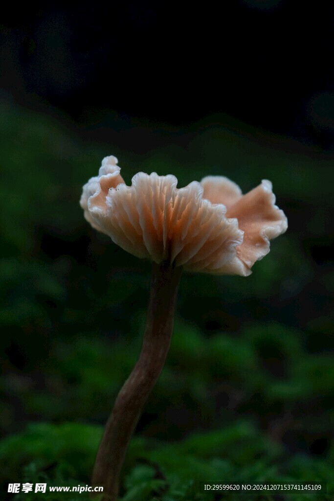 蘑菇  