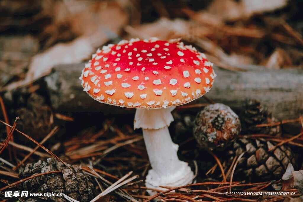 蘑菇  