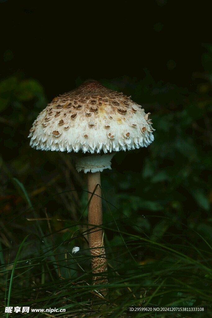 蘑菇 