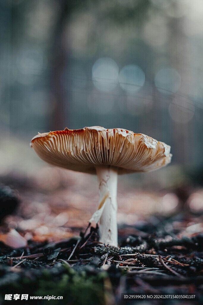 蘑菇 