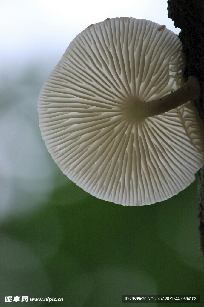 蘑菇  