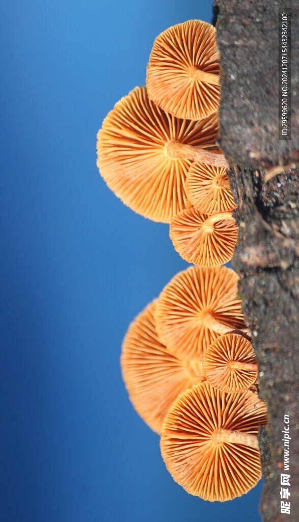 蘑菇  
