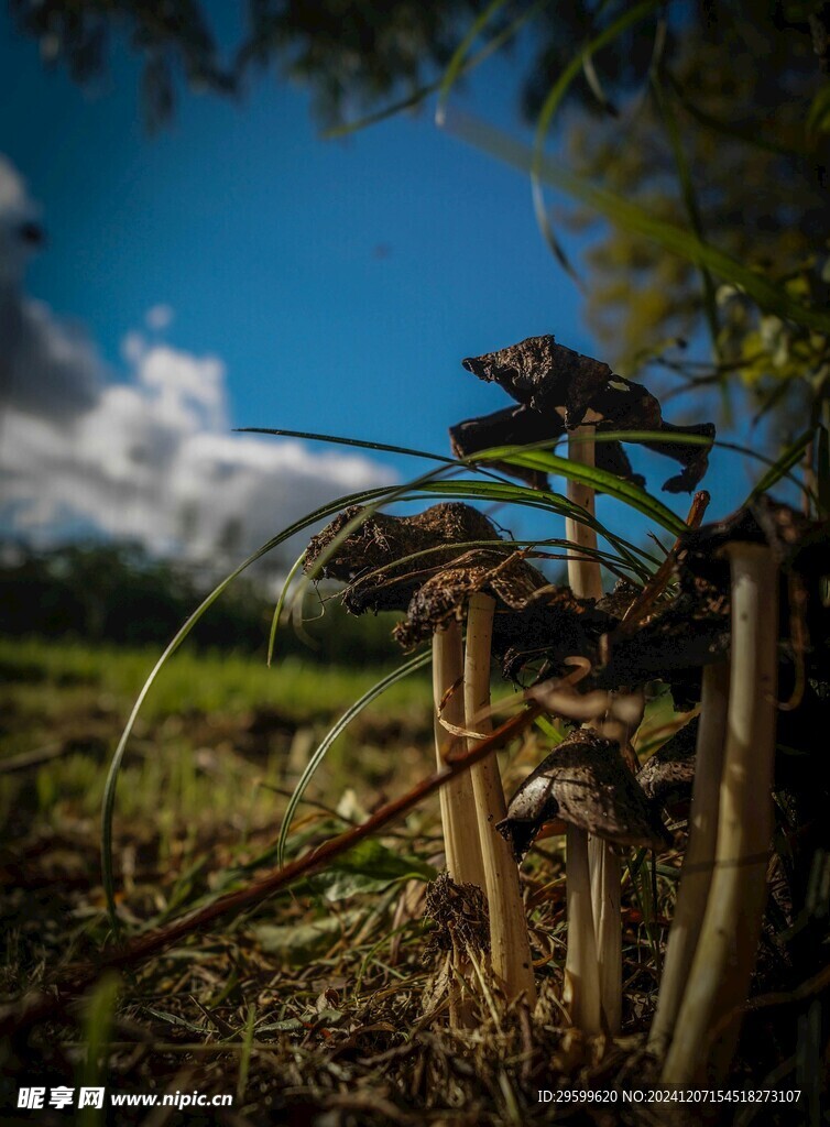 蘑菇 