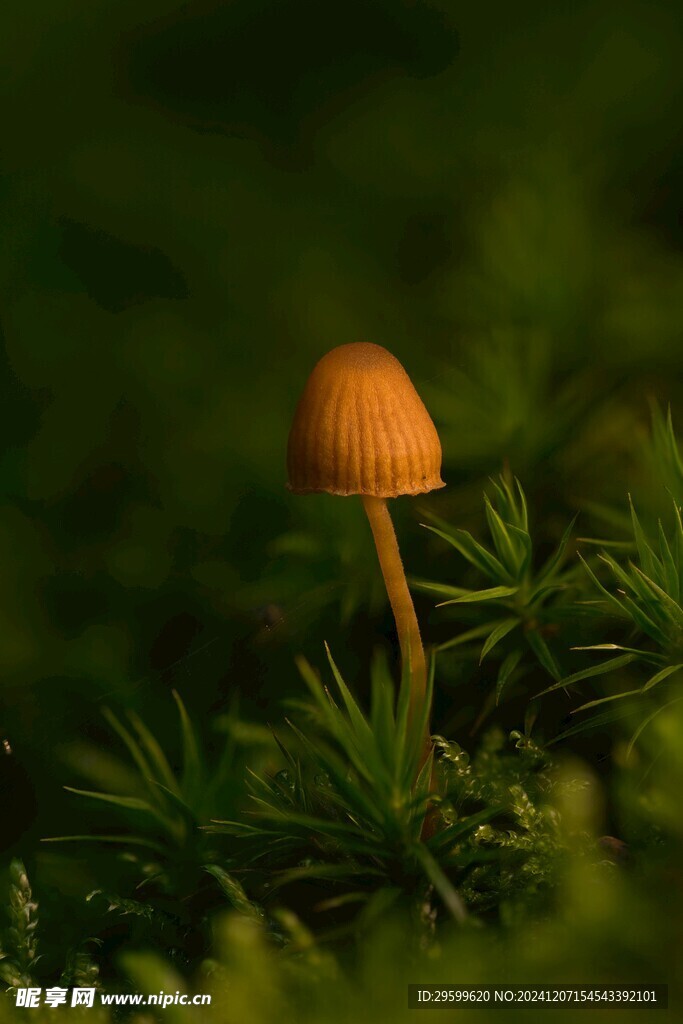 蘑菇  