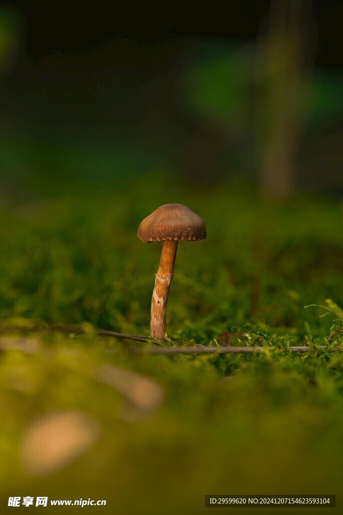蘑菇 