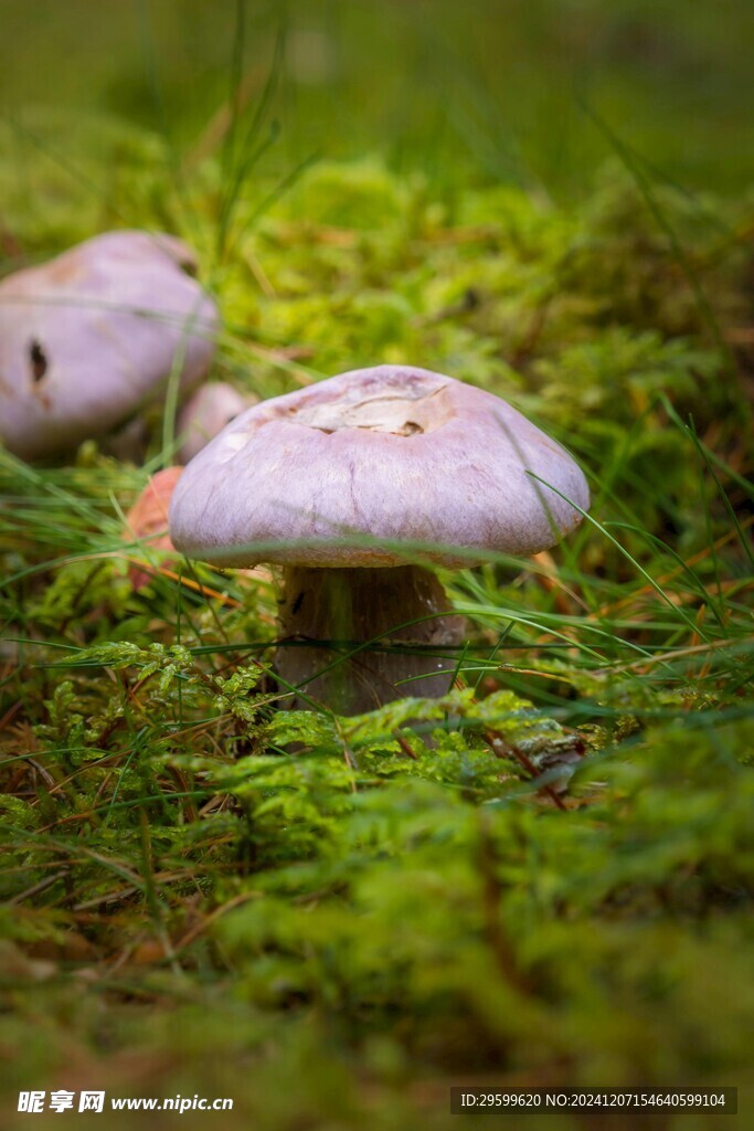 蘑菇  