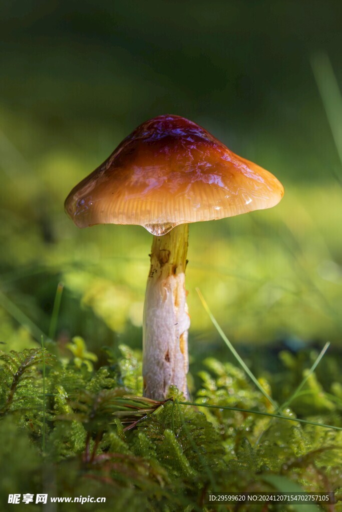 蘑菇   