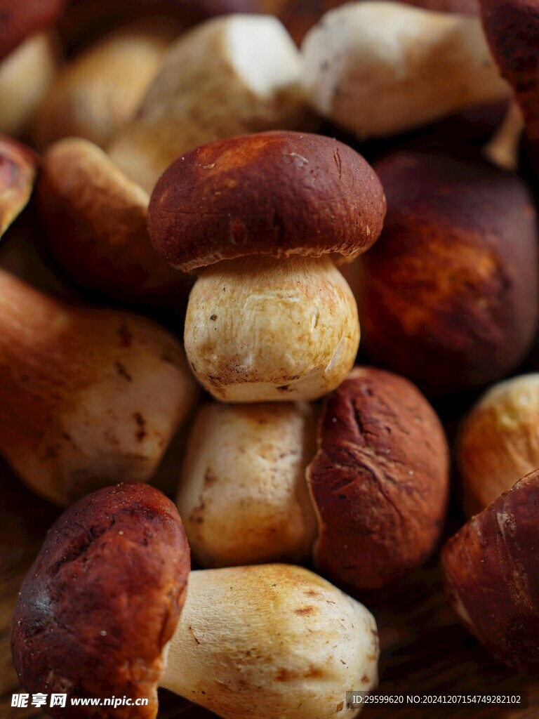 蘑菇  