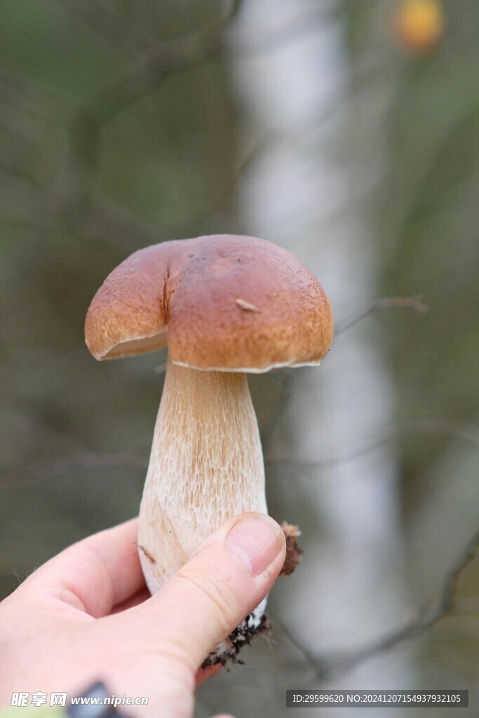 蘑菇  