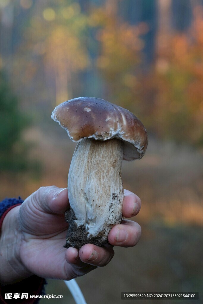 蘑菇  