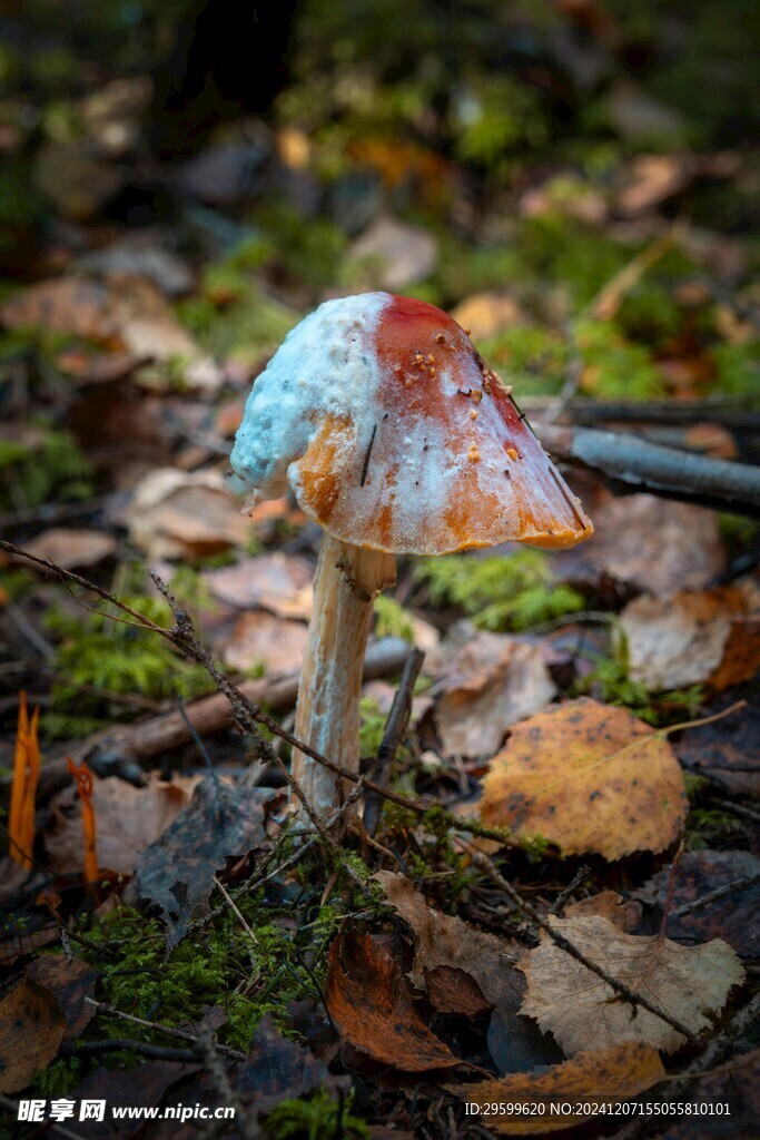 蘑菇  
