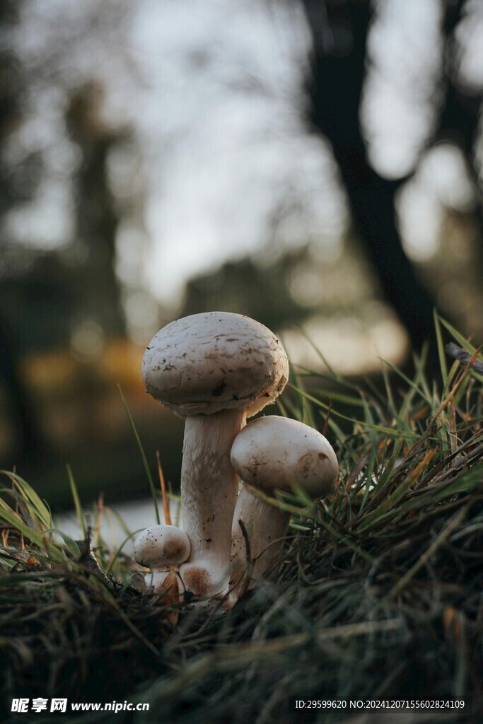 蘑菇  