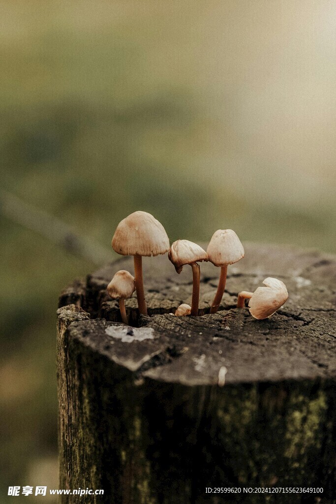 蘑菇 