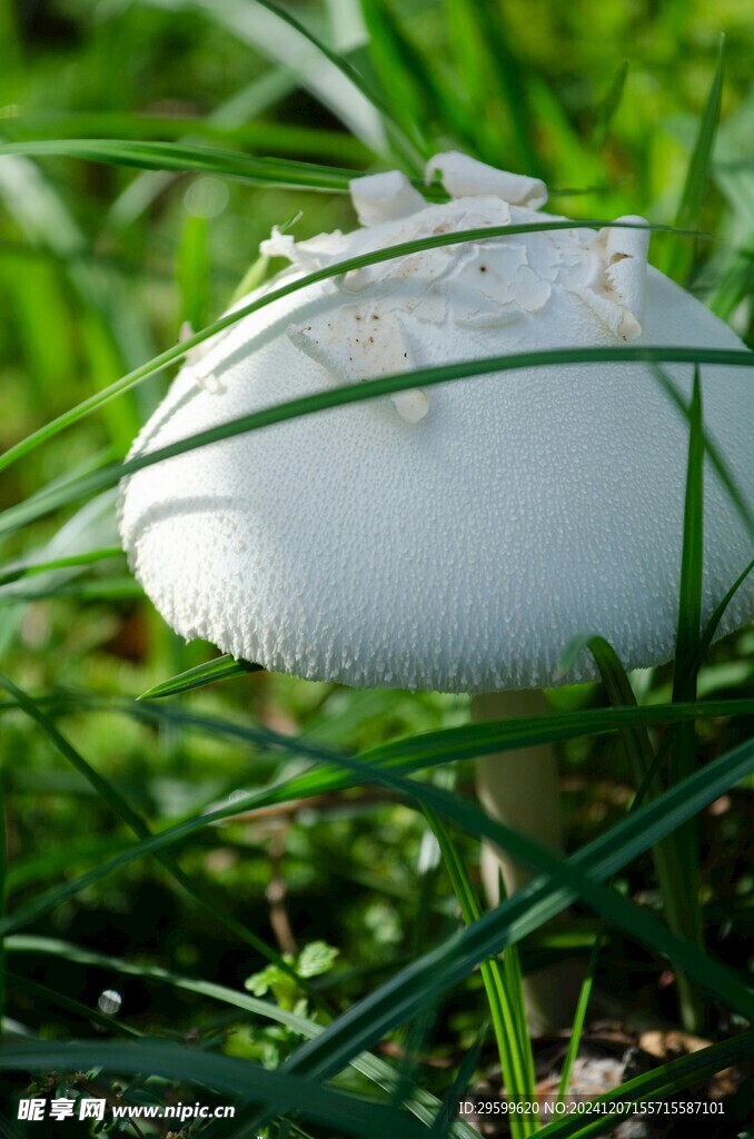 蘑菇  