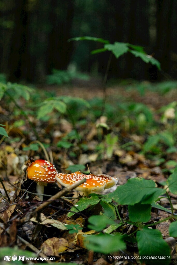 蘑菇  