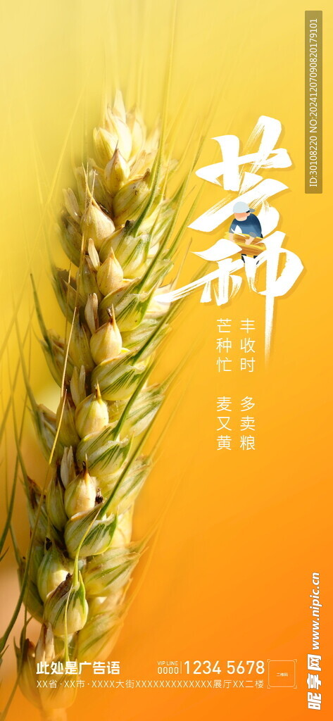 芒种