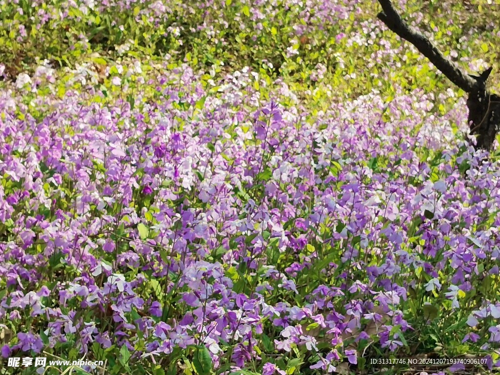 二月兰花