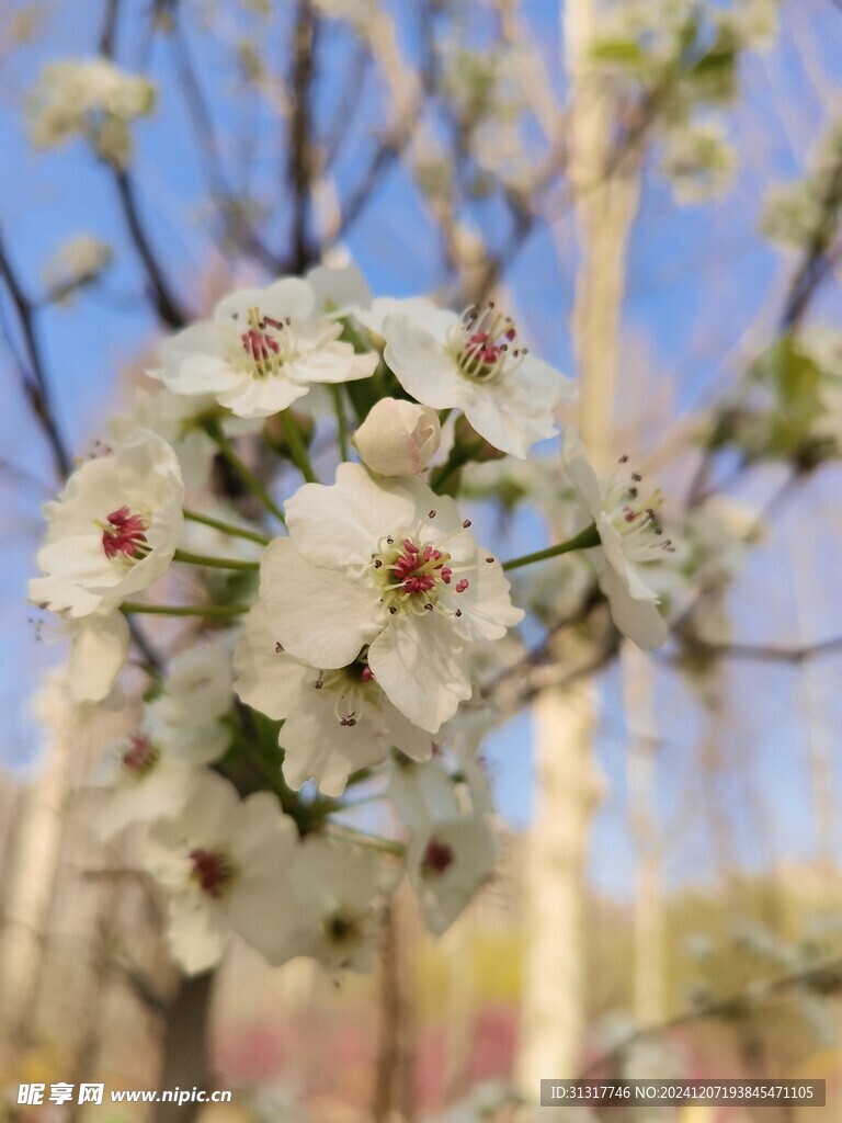 白梨花