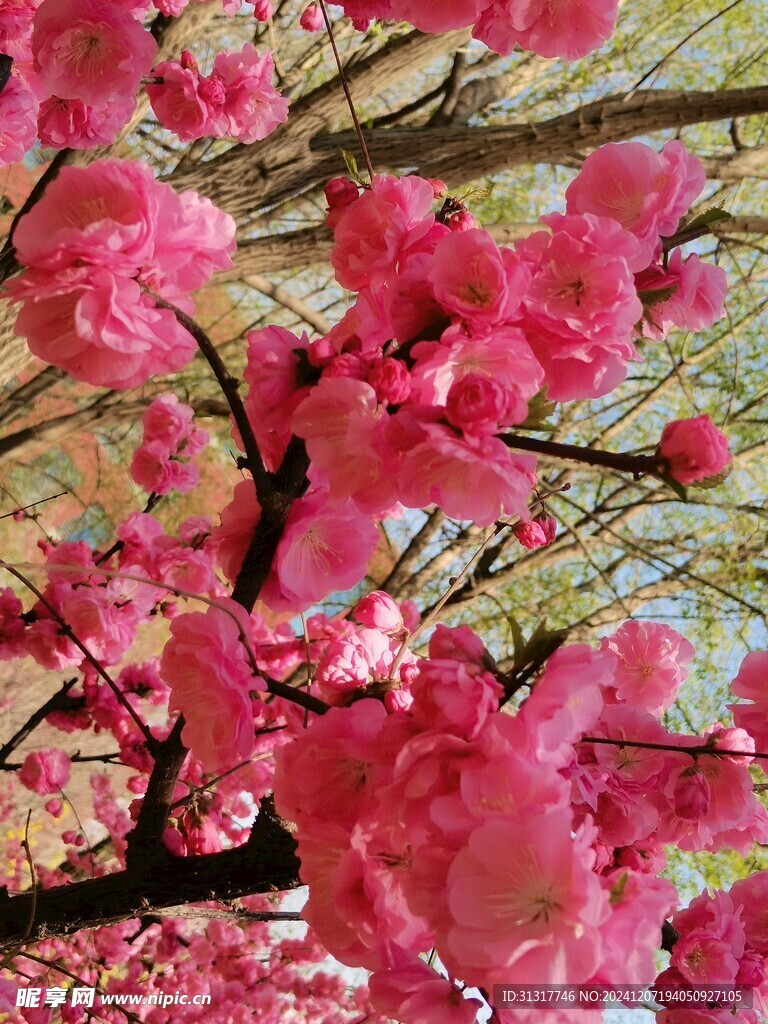 观赏桃花