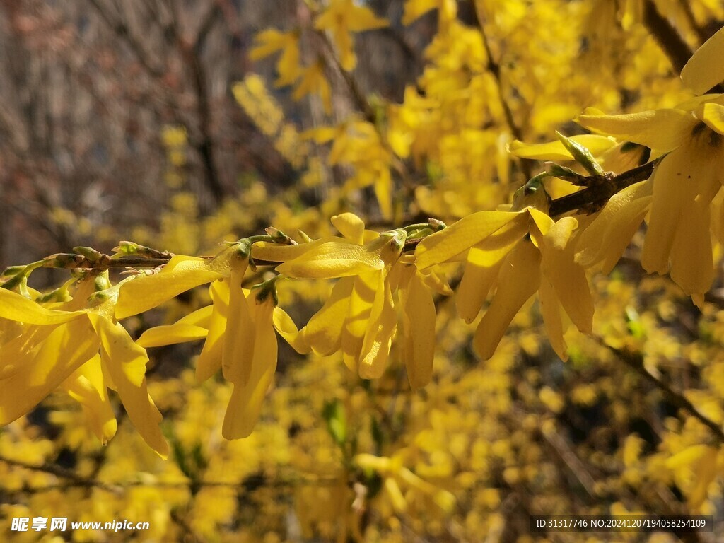 金钟花 连翘花