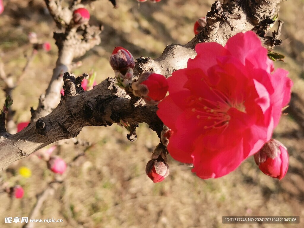 碧桃花