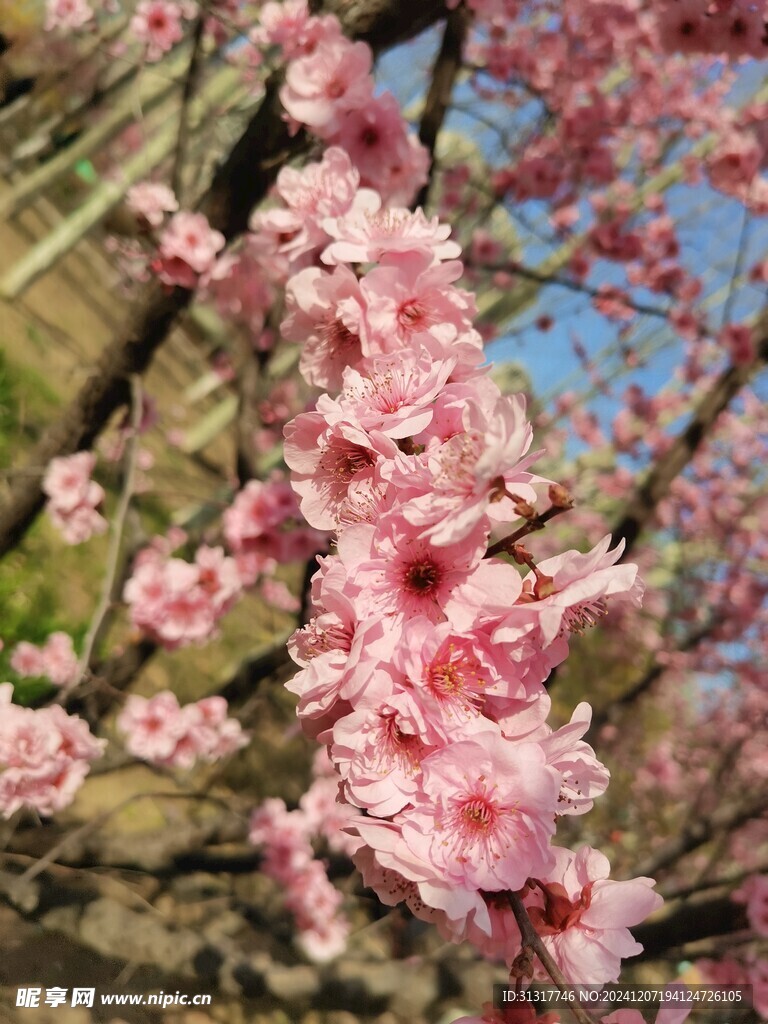 美人梅 观赏花