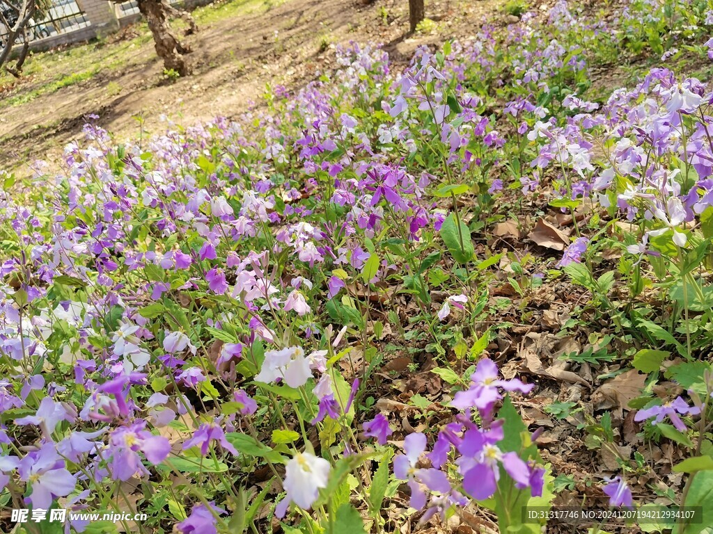 浅紫色小花