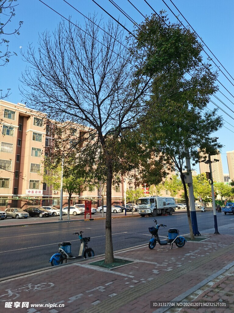 大树