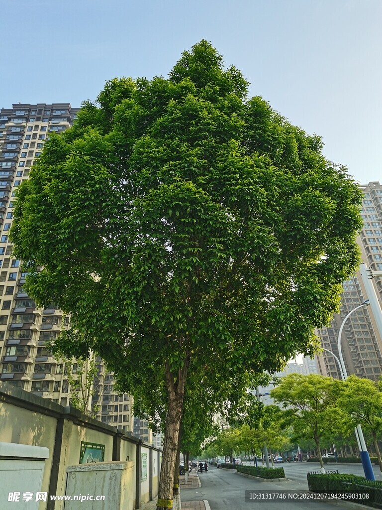 绿色的大树