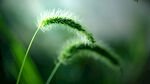 狗尾巴草