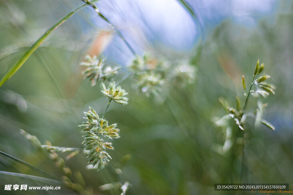 野草
