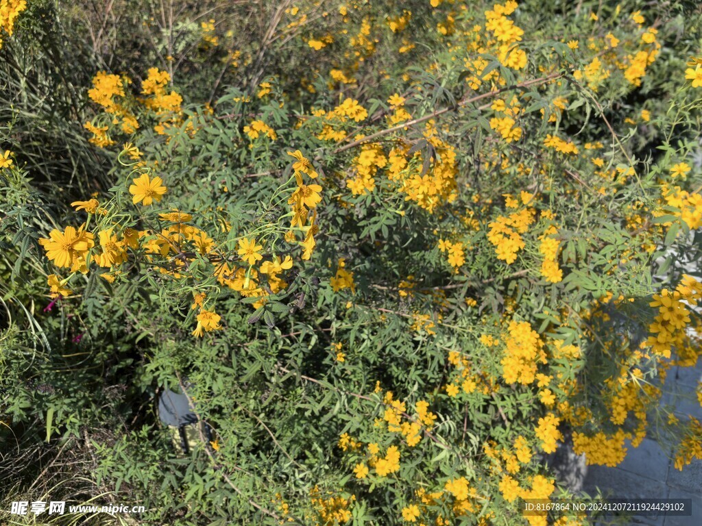 小黄花