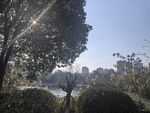 公园树林