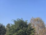 公园树林