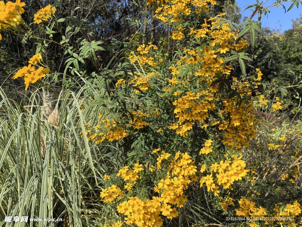 小黄花