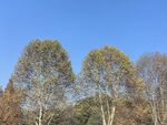 漂亮树林