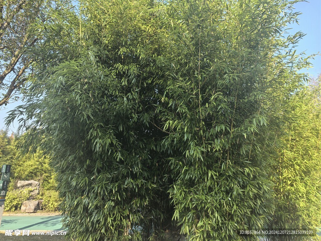 公园竹林