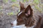 牧羊犬