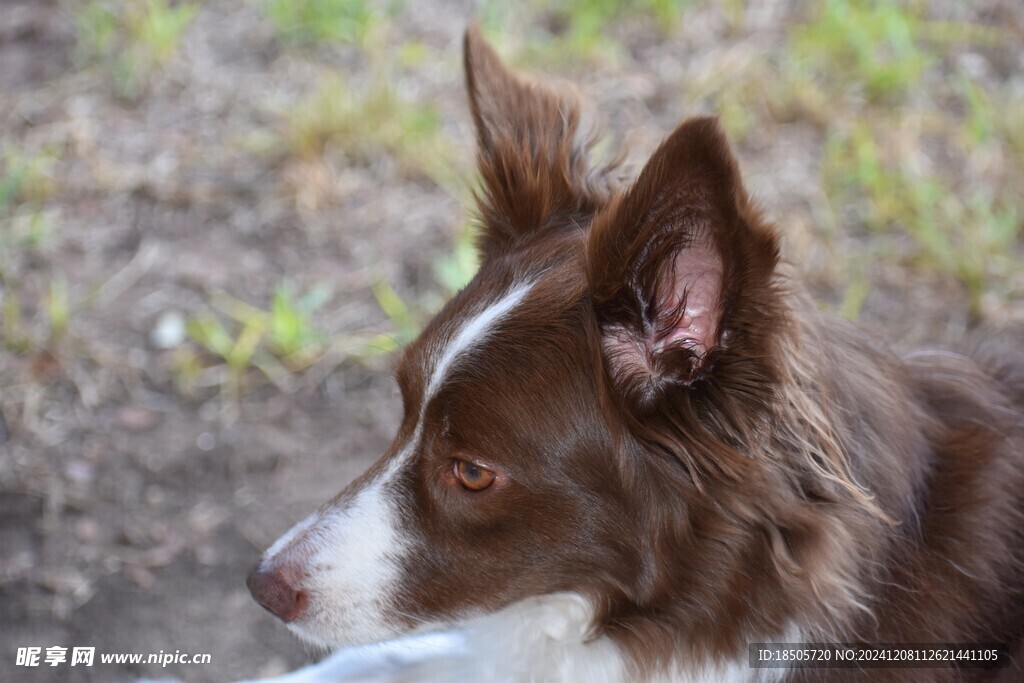 牧羊犬