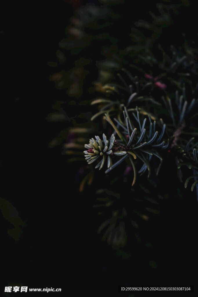 圣诞树 
