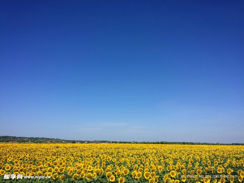 向日葵花田