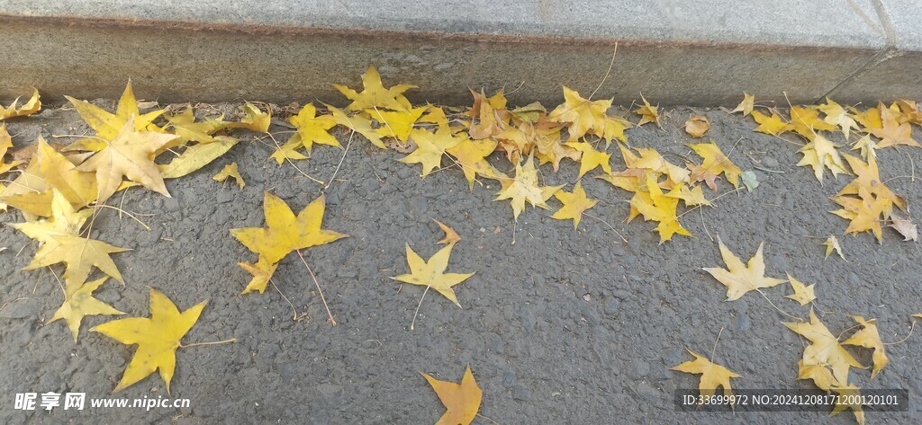 落叶秋季路边