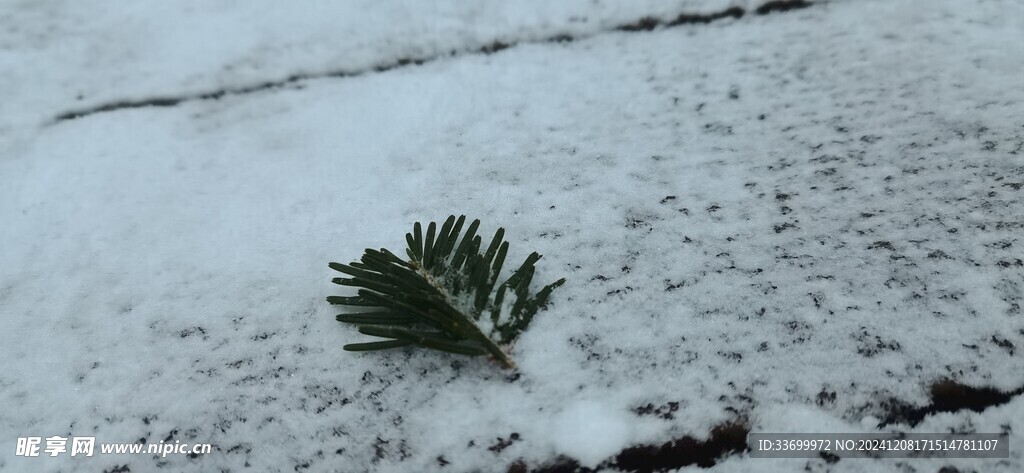 松枝雪