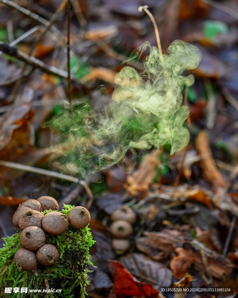 蘑菇